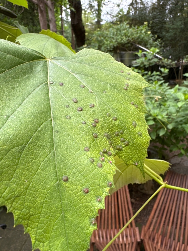 A close-up image of a grape leaf with galls.