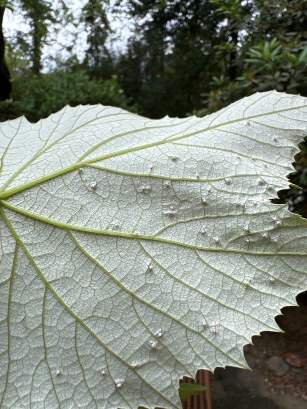 A close-up image of a grape leaf with galls.