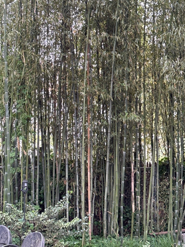 A group of bamboo trees.