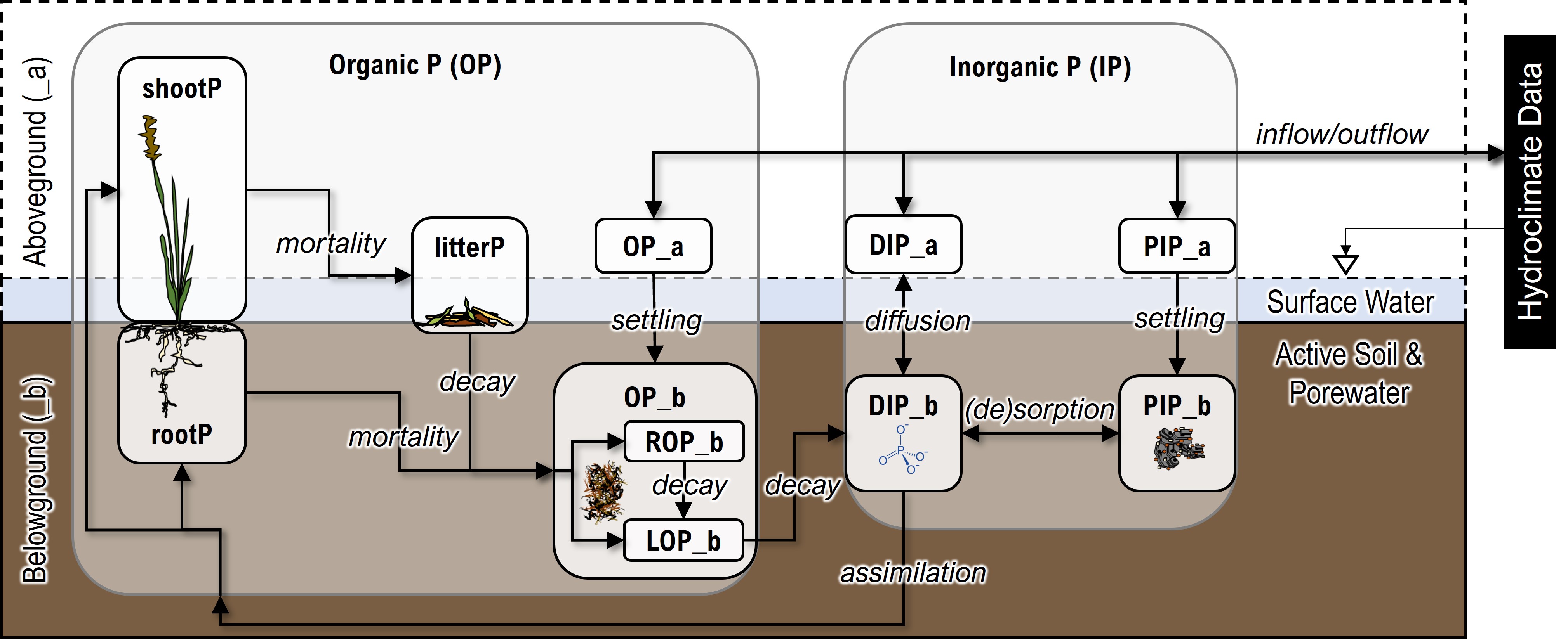 A diagram of wetlandP model domain, compartments, state variables, and processes in brown, light blue, and white, with black lines and arrows